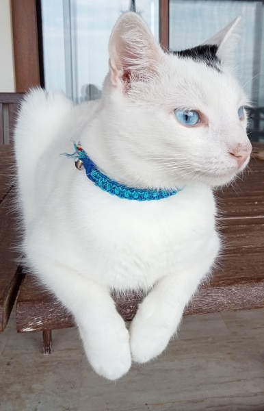 Tekir Kedi, Kedi Chucky fotoğrafı