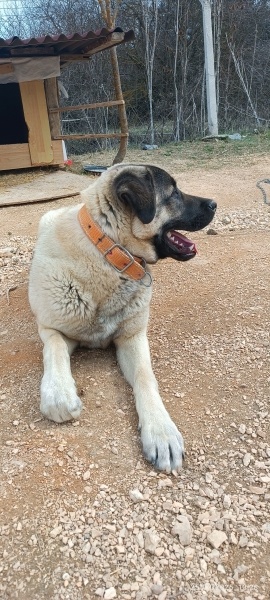 Kangal, Köpek Aşil fotoğrafı