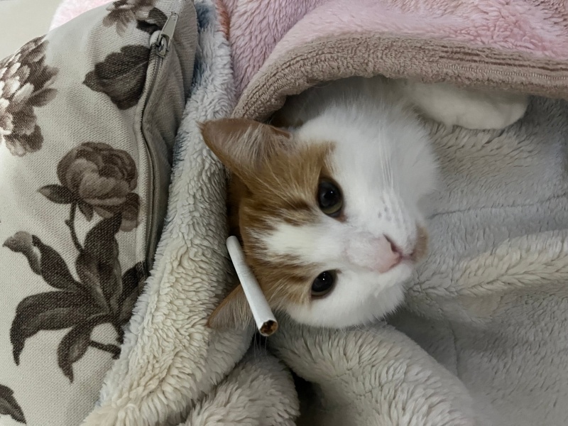 Tekir Kedi, Kedi  karamel fotoğrafı