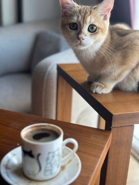 British Shorthair, Kedi Simba fotoğrafı