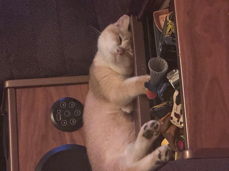 British Shorthair, Kedi Simba fotoğrafı