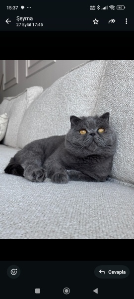 American Shorthair, Kedi  Pamuk fotoğrafı