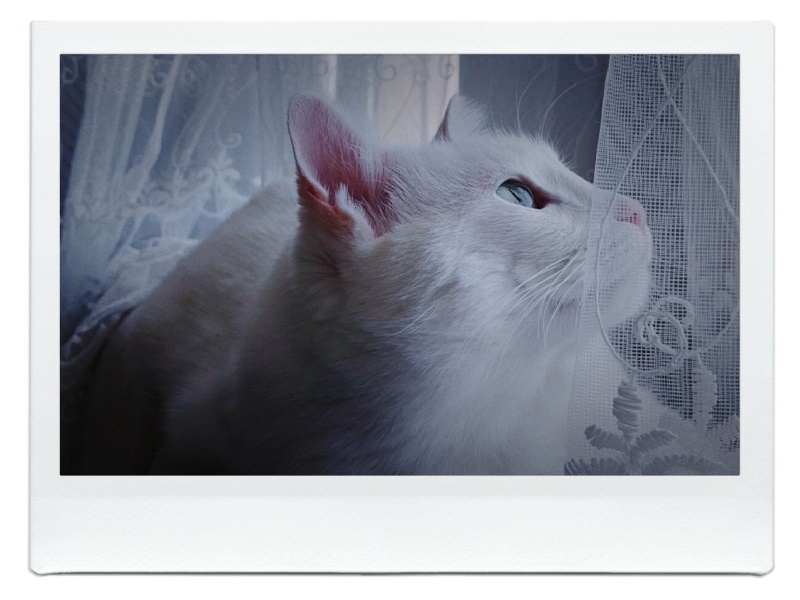 Ankara Kedisi, Kedi  Pamuk fotoğrafı