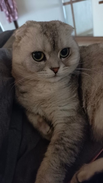 Scottish Fold, Kedi  Mia fotoğrafı