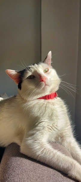 Tekir Kedi, Kedi  Balım fotoğrafı