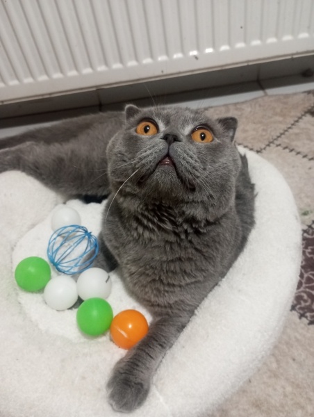 Scottish Fold, Kedi  Gölge fotoğrafı