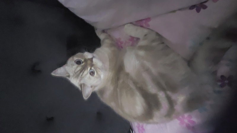 British Shorthair, Kedi  Şila fotoğrafı