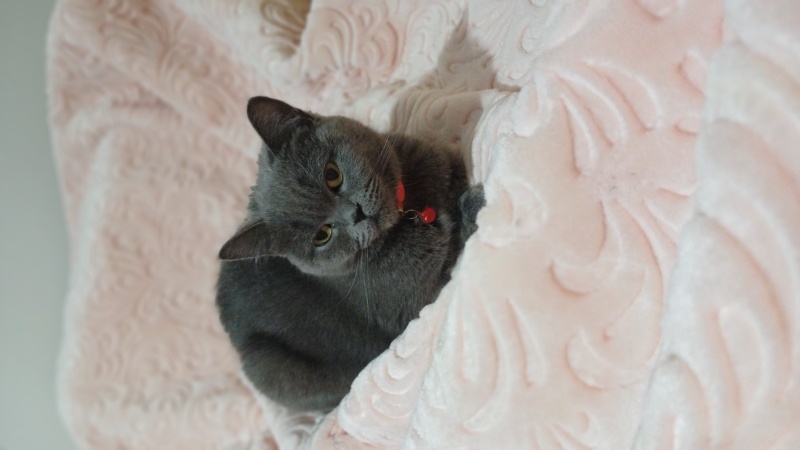 British Shorthair, Kedi  Şila fotoğrafı