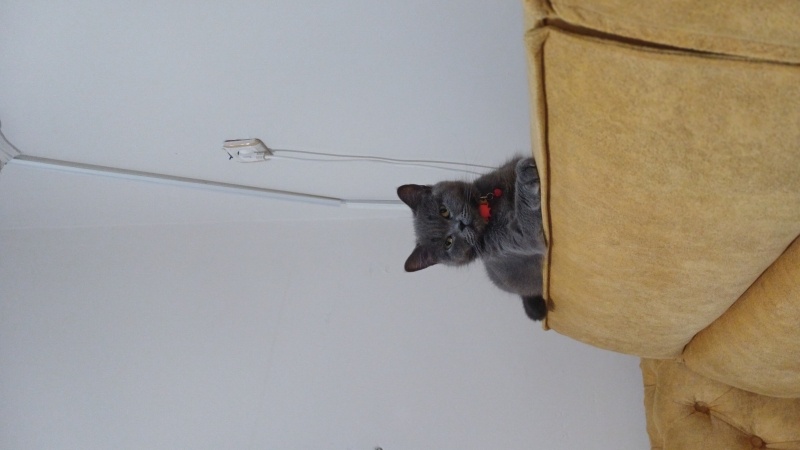 British Shorthair, Kedi  Şila fotoğrafı