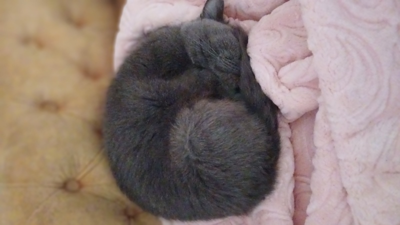British Shorthair, Kedi  Şila fotoğrafı