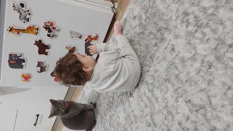 British Shorthair, Kedi  Şila fotoğrafı