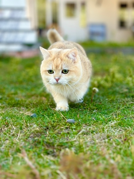 British Shorthair, Kedi Badem fotoğrafı