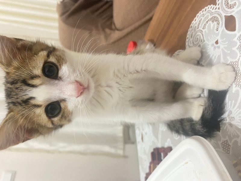 Tekir Kedi, Kedi  Gölge fotoğrafı