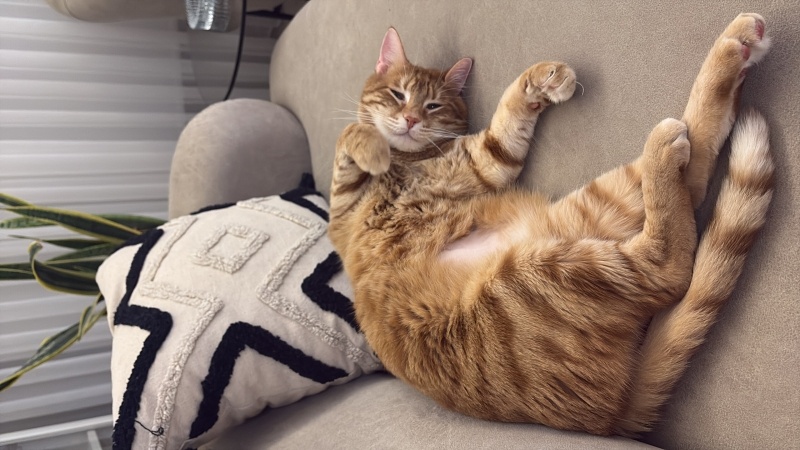 Sarman, Kedi  mırmırsu fotoğrafı