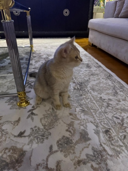 British Shorthair, Kedi  Ceko fotoğrafı