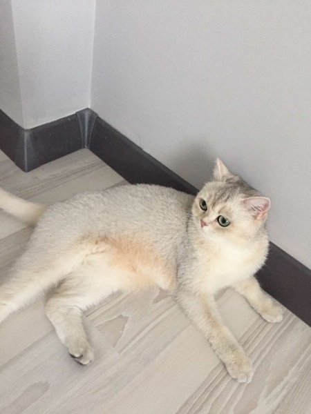 British Shorthair, Kedi  Badem fotoğrafı