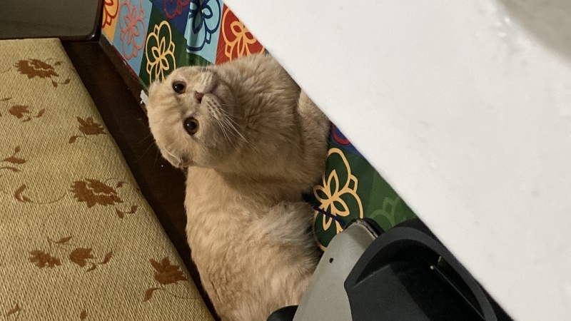 Scottish Fold, Kedi  Karamel fotoğrafı