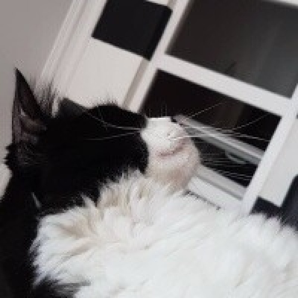 Tekir Kedi, Kedi  Sebastian fotoğrafı