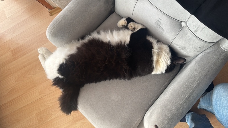 Tekir Kedi, Kedi Sebastian fotoğrafı