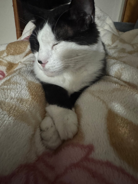 Tekir Kedi, Kedi Sebastian fotoğrafı