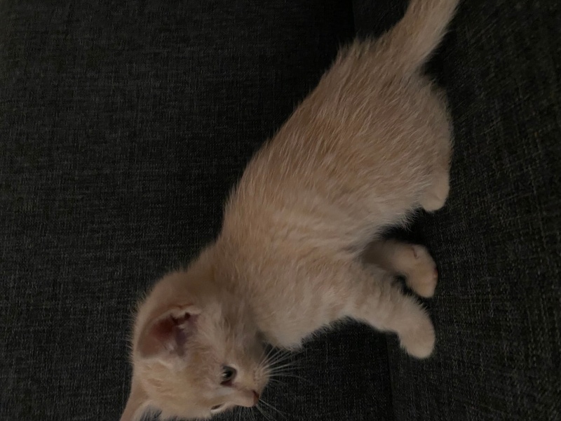 Scottish Fold, Kedi  Yok fotoğrafı