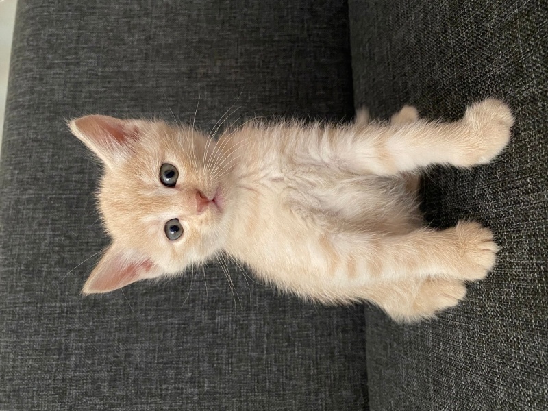 Scottish Fold, Kedi  Yok fotoğrafı