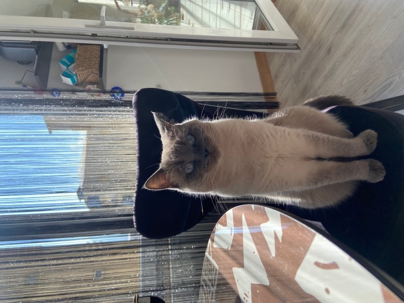 British Shorthair, Kedi  Maysa fotoğrafı