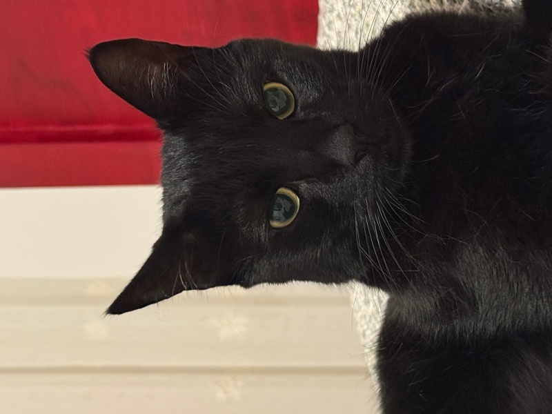 Bombay, Kedi  Badem fotoğrafı