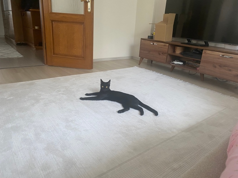 Bombay, Kedi  Sirius fotoğrafı