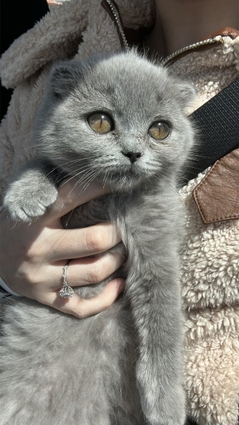Scottish Fold, Kedi  Duman fotoğrafı
