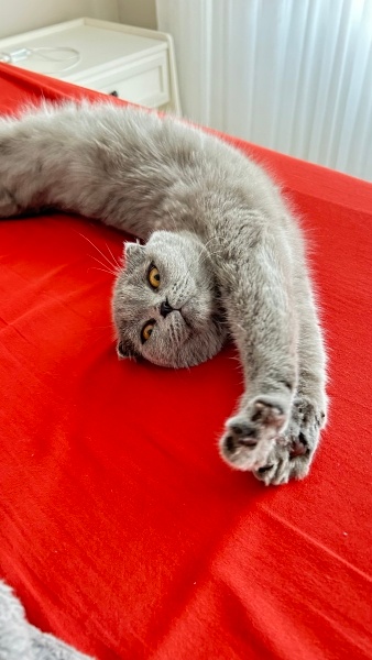 Scottish Fold, Kedi  Duman fotoğrafı