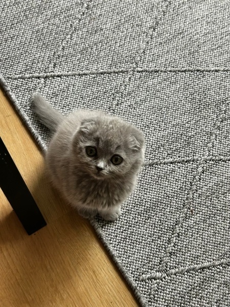 Scottish Fold, Kedi  Duman fotoğrafı