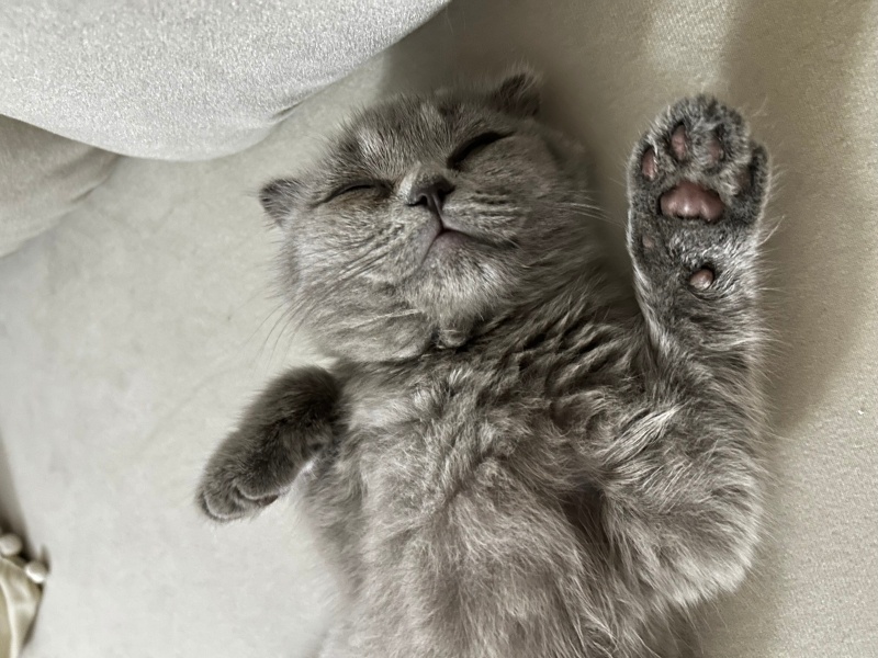 Scottish Fold, Kedi  Duman fotoğrafı