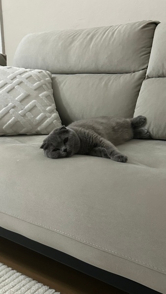Scottish Fold, Kedi  Duman fotoğrafı