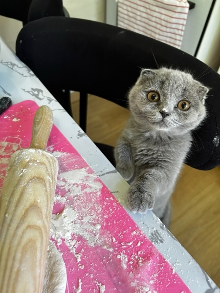 Scottish Fold, Kedi  Duman fotoğrafı