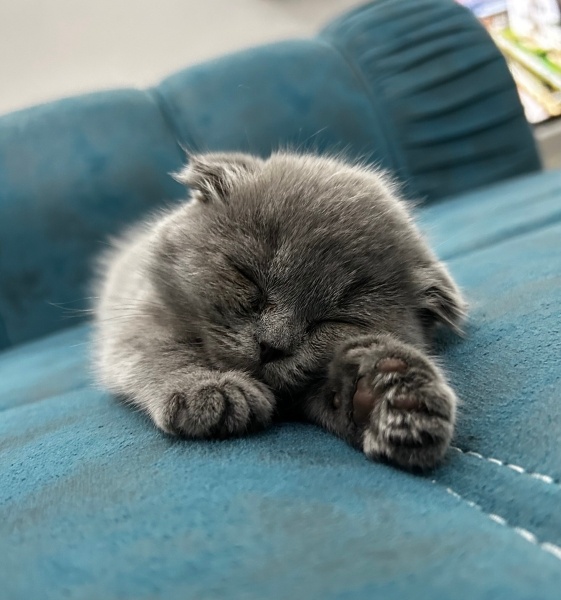 Scottish Fold, Kedi  Duman fotoğrafı