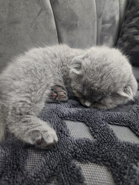 Scottish Fold, Kedi  Duman fotoğrafı