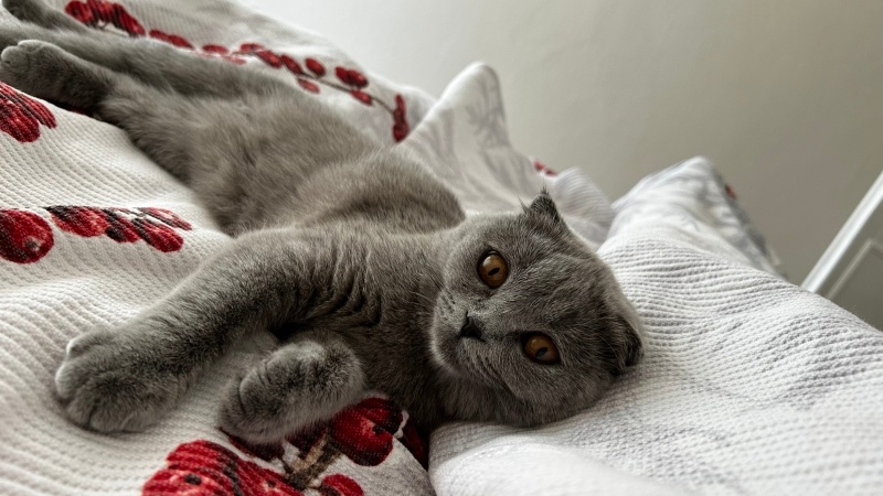 Scottish Fold, Kedi  Duman fotoğrafı
