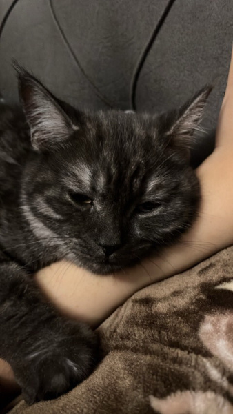 Tekir Kedi, Kedi  gece fotoğrafı