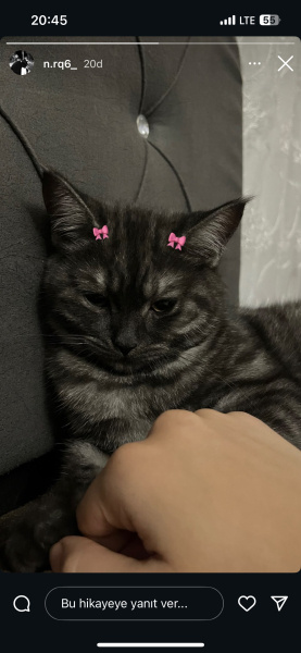 Tekir Kedi, Kedi  gece fotoğrafı