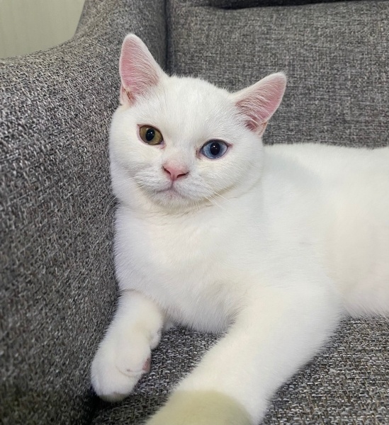 British Shorthair, Kedi  Pamuk fotoğrafı