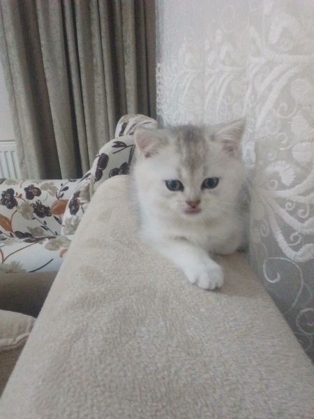 American Shorthair, Kedi  Boncuk fotoğrafı