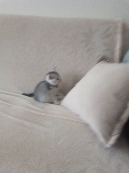 American Shorthair, Kedi  Boncuk fotoğrafı