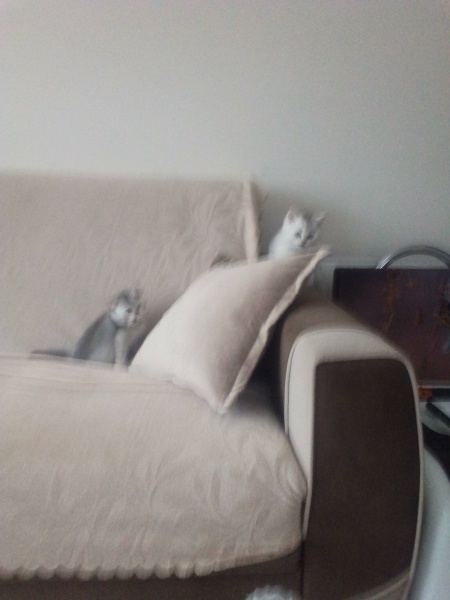 American Shorthair, Kedi  Boncuk fotoğrafı