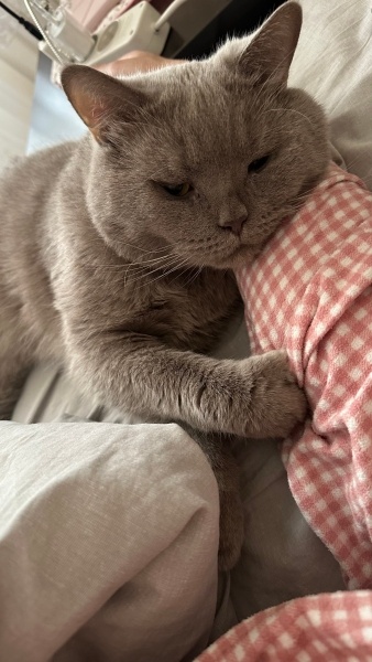British Shorthair, Kedi Duman fotoğrafı