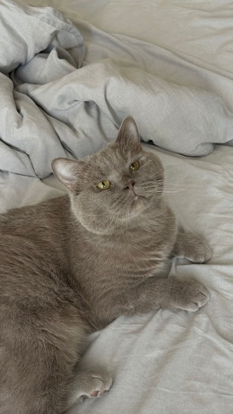 British Shorthair, Kedi Duman fotoğrafı
