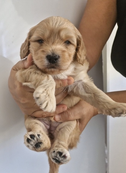 Poodle(Standart Kaniş), Köpek  Şans fotoğrafı