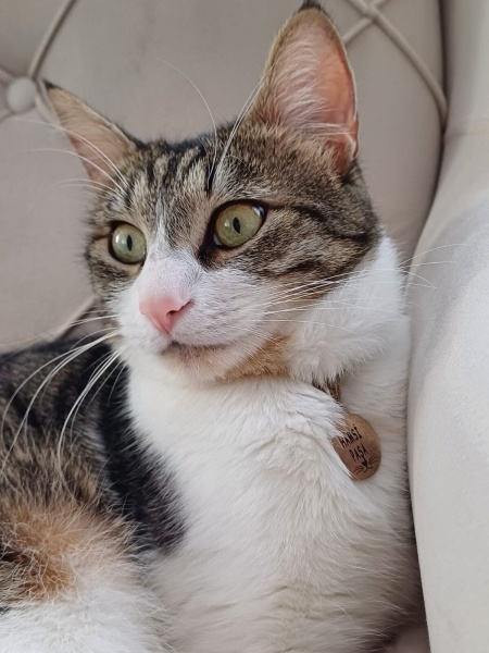 Tekir Kedi, Kedi  HAMSİ PAŞA fotoğrafı