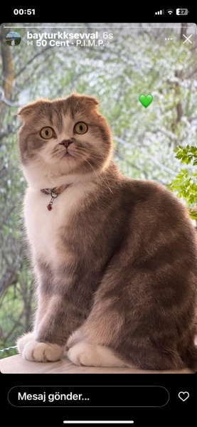 Scottish Fold, Kedi  şila fotoğrafı