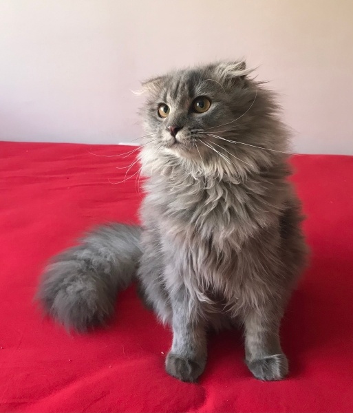British Shorthair, Kedi  Mırmır fotoğrafı